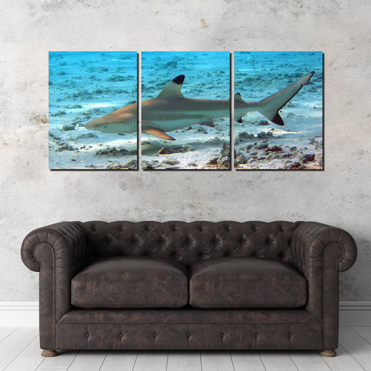 Stunning Black Tip Reef Shark Wall Art for Your Home Decor