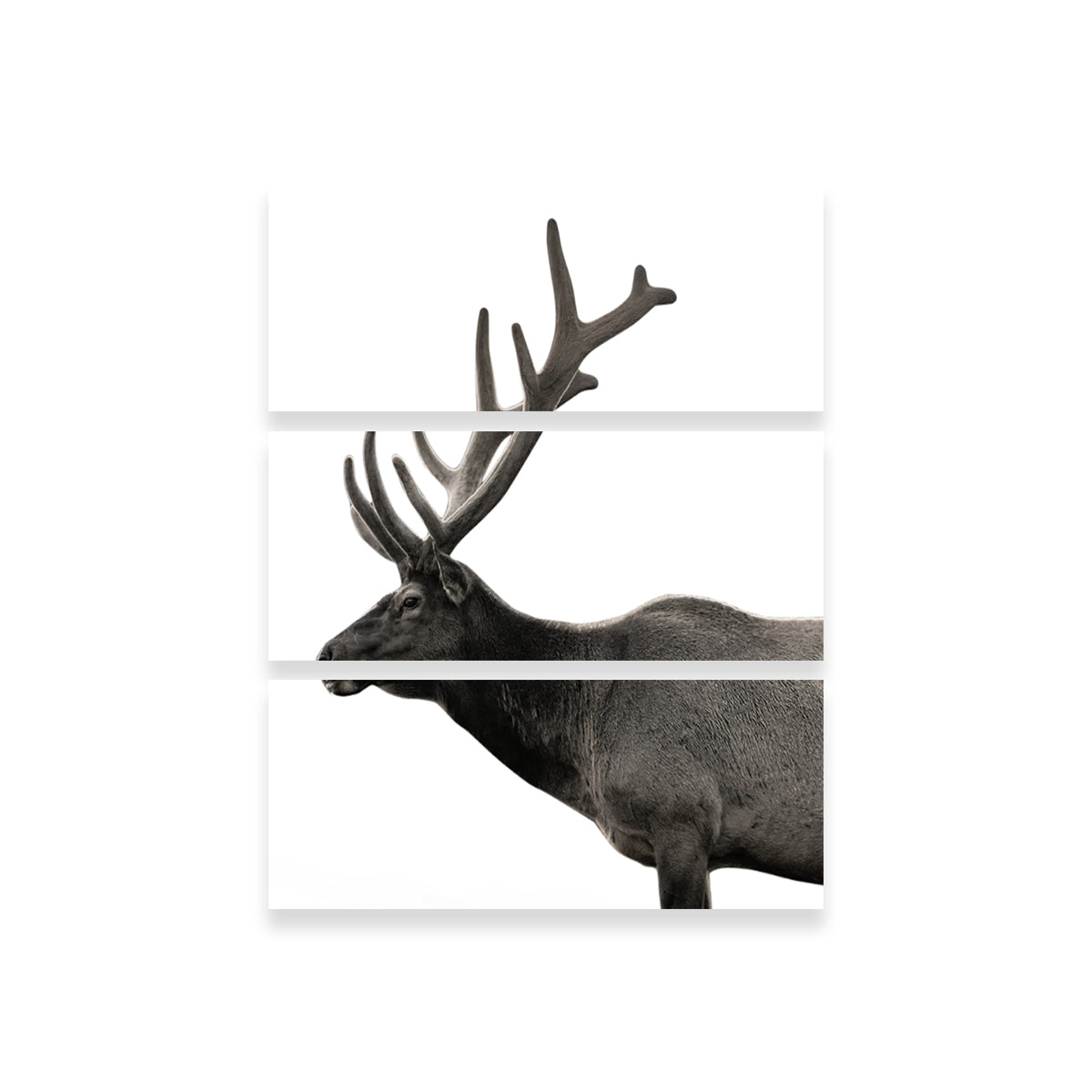 Exquisite Deer Grayscale Wall Art by Lawisi