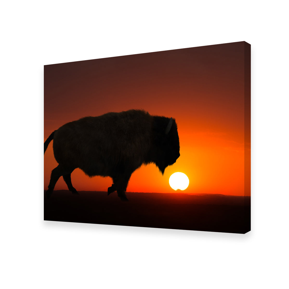 Stunning Bison at Sunset Wall Art for Your Home Decor