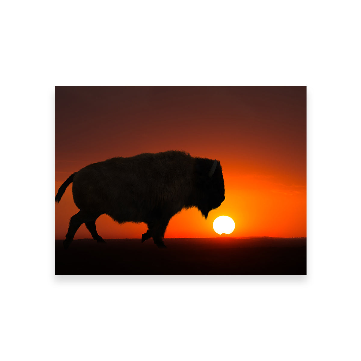Stunning Bison at Sunset Wall Art for Your Home Decor