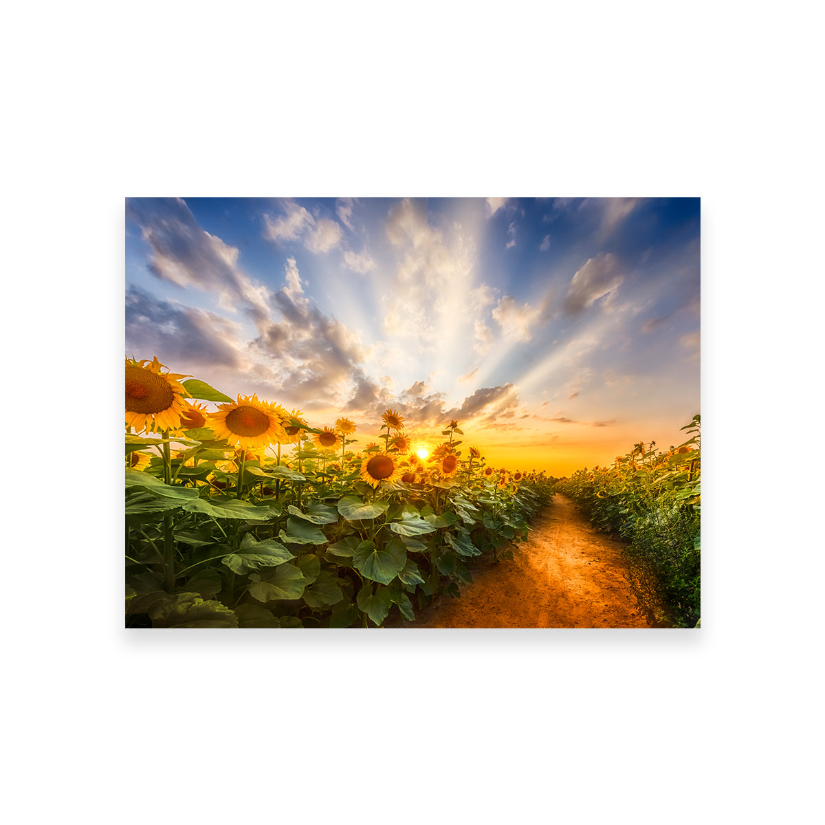 Gorgeous Path Through the Sunflower Field Wall Art by Melanie Viola