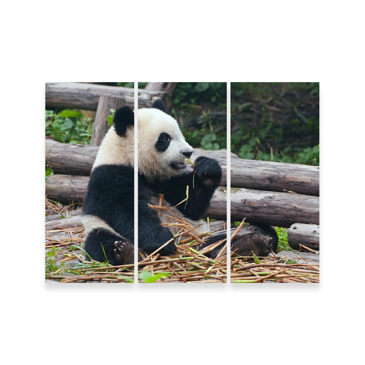 Adorable Panda Bear Eating Bamboo Wall Art for Home Decor