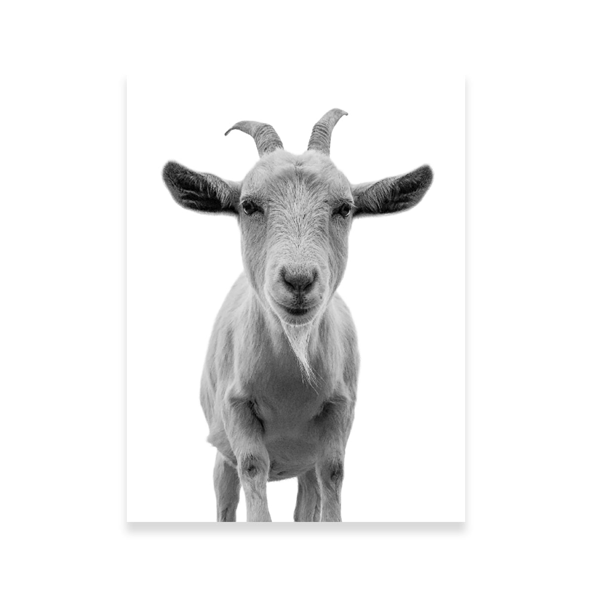 Hilarious Goat Wall Art by Lawisi - Museum Quality