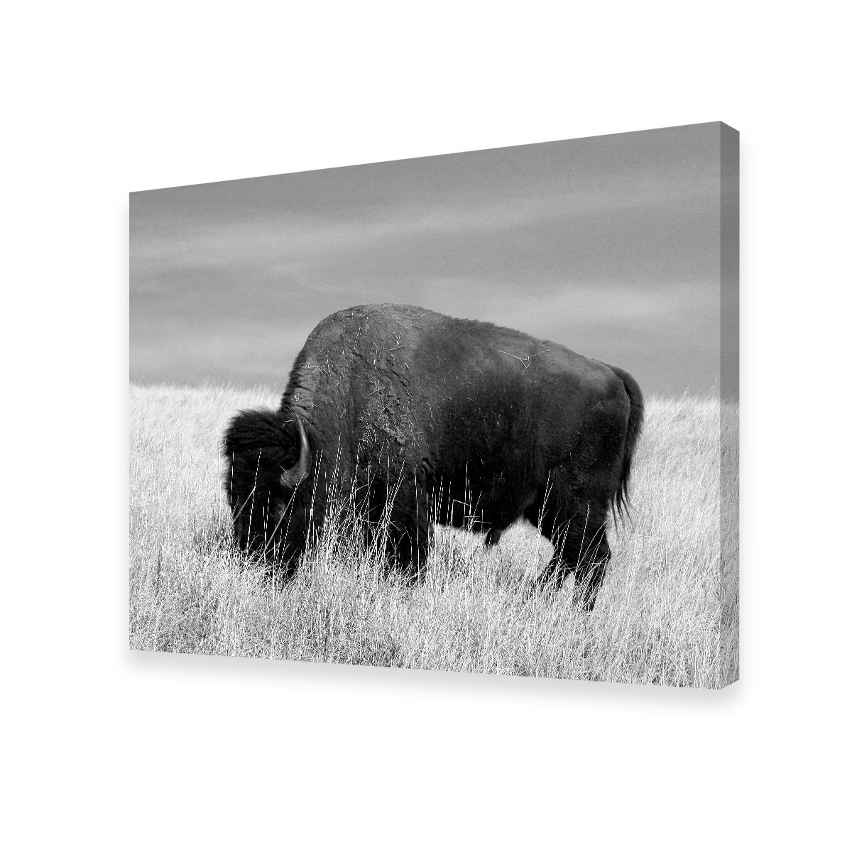 Lone Buffalo Grayscale Wall Art - Stunning Sustainable Decor
